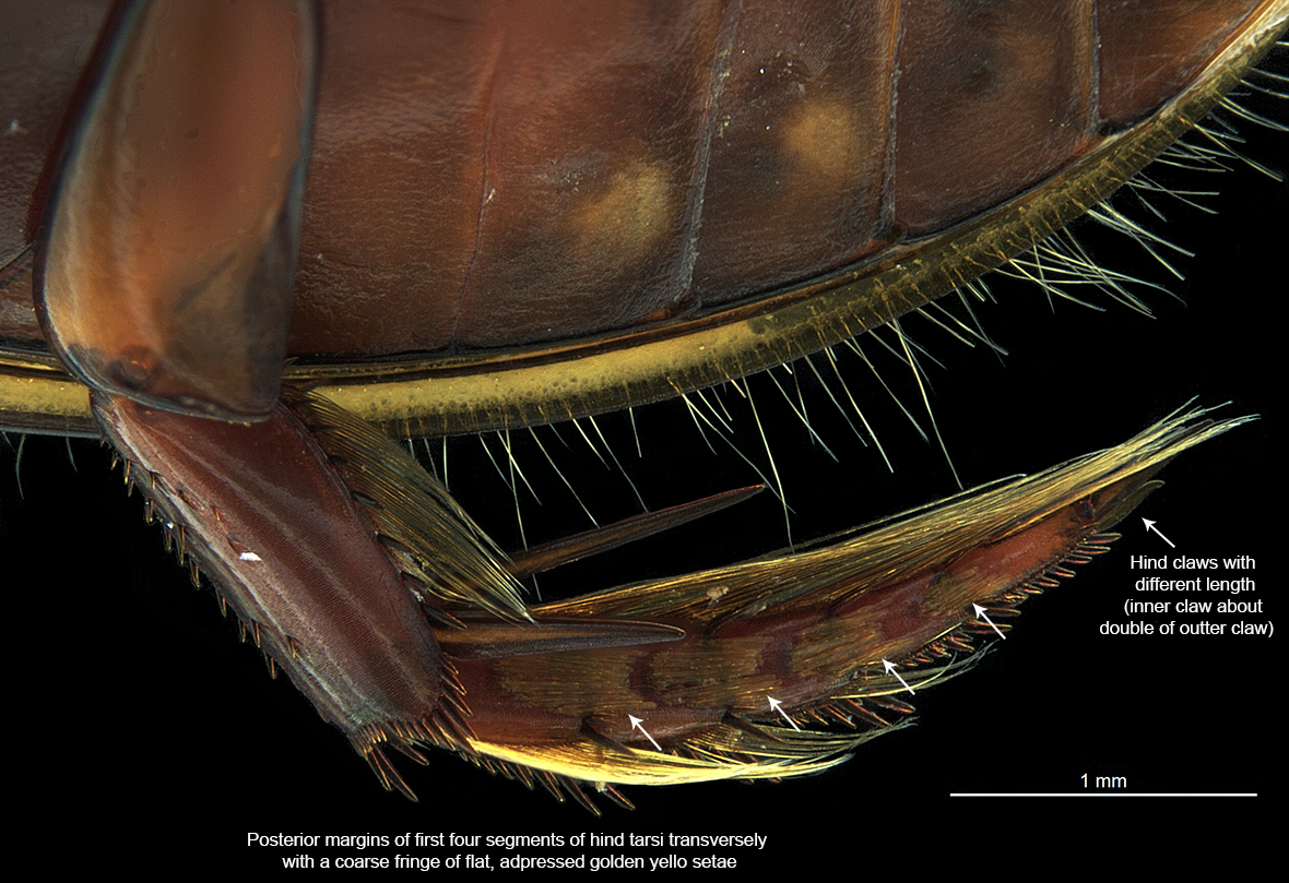 Right hind tarsi (ventral view)